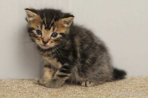 成約済の埼玉県のアメリカンショートヘア-102356の10枚目