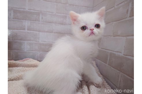 成約済の熊本県のエキゾチックショートヘア-100236の3枚目