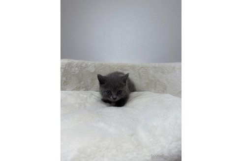 成約済の埼玉県のブリティッシュショートヘア-102396の2枚目