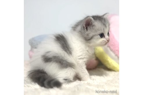成約済の岐阜県のサイベリアン-101842の8枚目