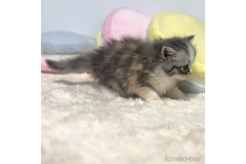 成約済の岐阜県のサイベリアン-101846の7枚目