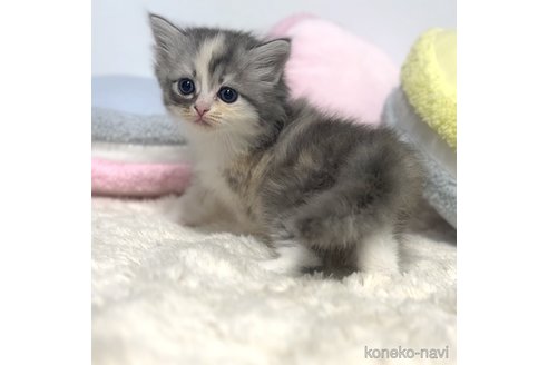 成約済の岐阜県のサイベリアン-101846の9枚目