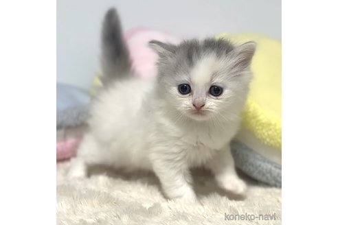 成約済の岐阜県のサイベリアン-101845の6枚目