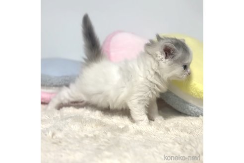 成約済の岐阜県のサイベリアン-101845の9枚目