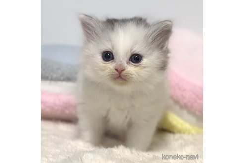 成約済の岐阜県のサイベリアン-101843の12枚目