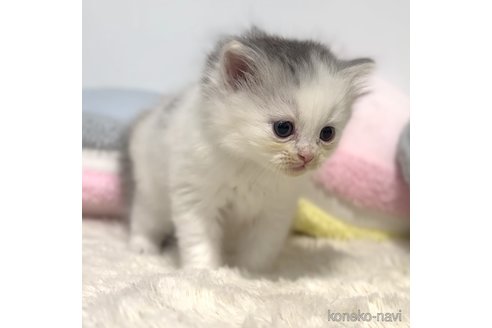 成約済の岐阜県のサイベリアン-101843の11枚目