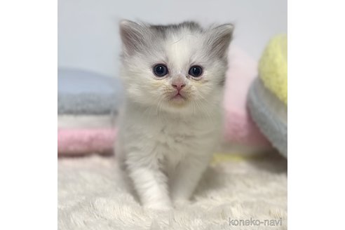 成約済の岐阜県のサイベリアン-101843の10枚目