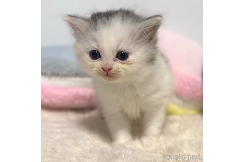 成約済の岐阜県のサイベリアン-101843の8枚目