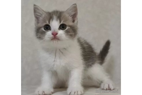販売中の静岡県のブリティッシュショートヘア-102458の5枚目