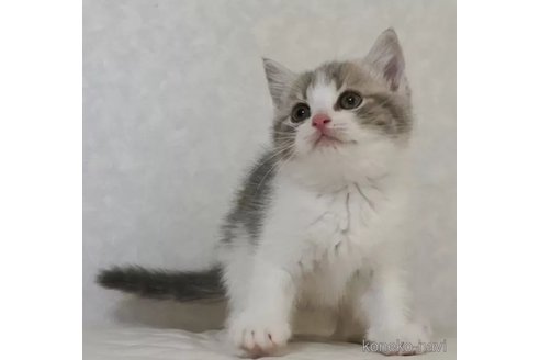 販売中の静岡県のブリティッシュショートヘア-102458の2枚目