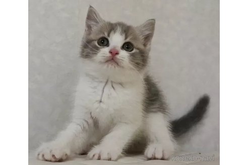 販売中の静岡県のブリティッシュショートヘア-102458の6枚目