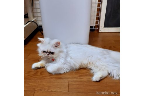 マーガレットちゃんちゃん1枚目