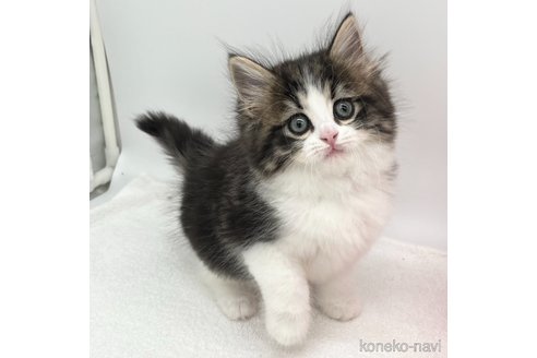 成約済の愛知県のラガマフィン-102474の3枚目