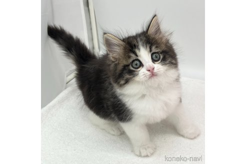 成約済の愛知県のラガマフィン-102474の4枚目