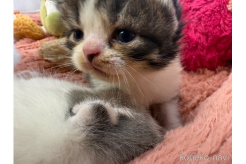 成約済の東京都のスコティッシュフォールド-102496の5枚目