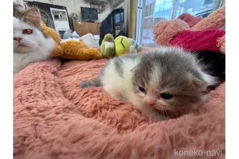 成約済の東京都のスコティッシュフォールド-102497の5枚目