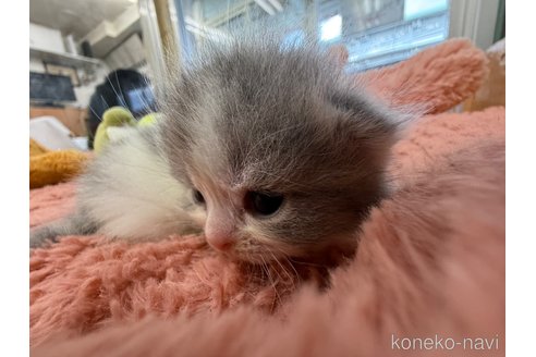成約済の東京都のスコティッシュフォールド-102497の7枚目