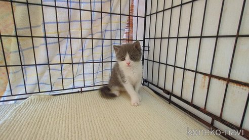 成約済の茨城県のブリティッシュショートヘア-100784の4枚目