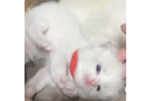 成約済の岐阜県のラグドール-102564の3枚目