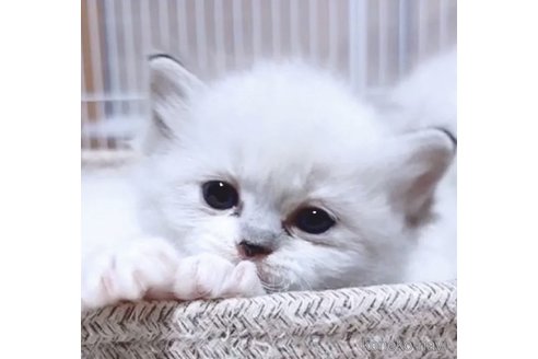 成約済の岐阜県のラグドール-102565の1枚目