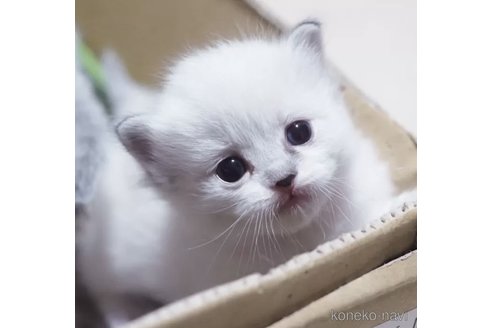 成約済の岐阜県のラグドール-102565の3枚目