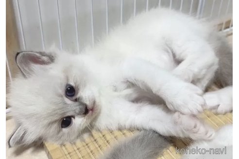 成約済の岐阜県のラグドール-102565の4枚目