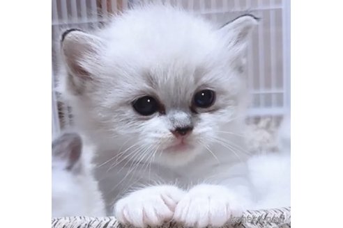 成約済の岐阜県のラグドール-102565の5枚目