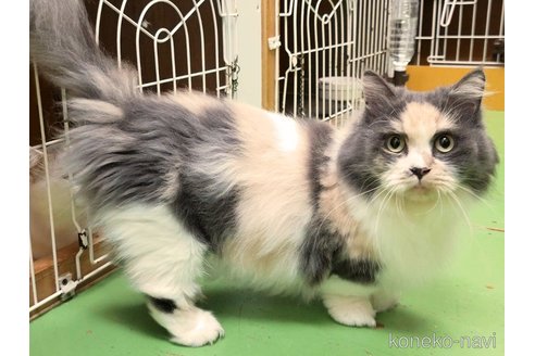 こいもちゃんちゃん1枚目