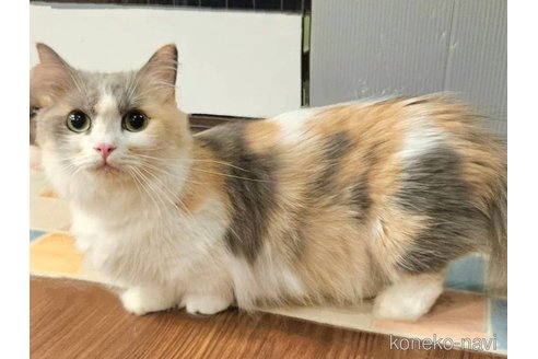 おとめちゃんちゃん1枚目