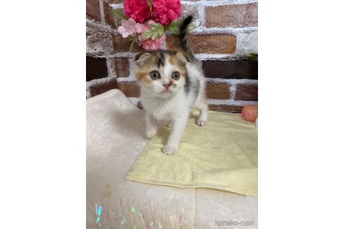 成約済の岡山県のスコティッシュフォールド(折れ耳)-102612の8枚目