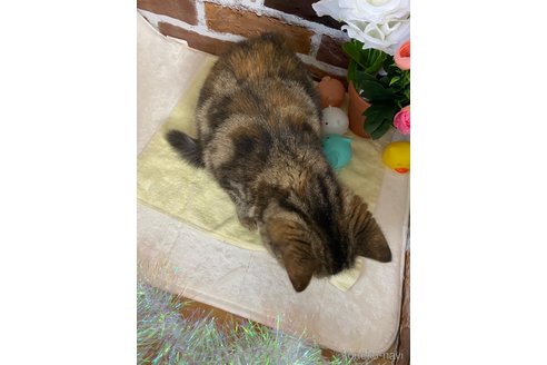 成約済の岡山県のスコティッシュフォールド(折れ耳)-102613の9枚目