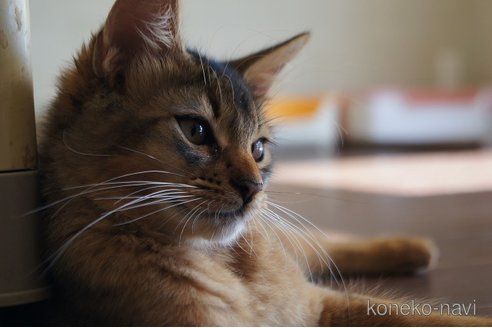 成約済の栃木県のソマリ-98165の3枚目