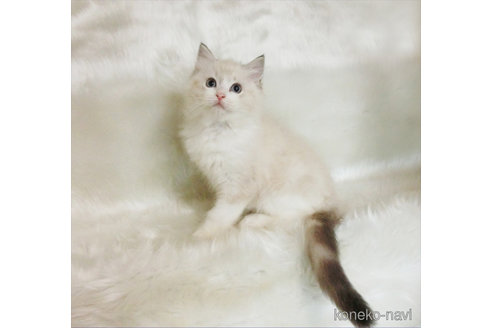 成約済の茨城県のラグドール-102637の2枚目
