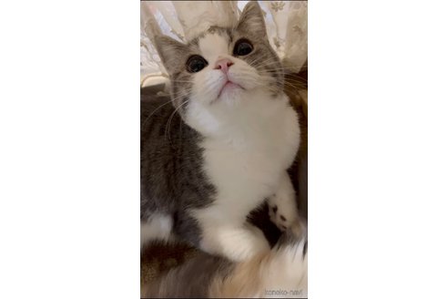 成約済の福岡県のスコティッシュフォールド-100211の5枚目
