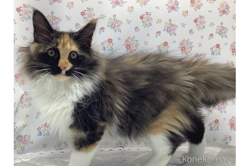 成約済の群馬県のメインクーン-102649の4枚目