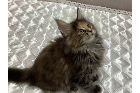 成約済の群馬県のメインクーン-102652の2枚目