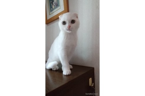 成約済の栃木県のスコティッシュフォールド-98644の4枚目
