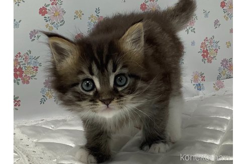 成約済の群馬県のメインクーン-102656の1枚目