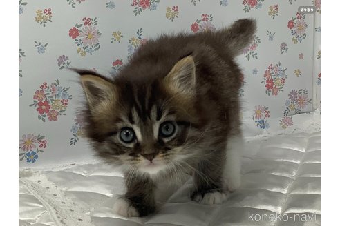成約済の群馬県のメインクーン-102656の5枚目