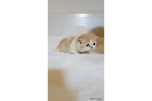 販売中の長野県のエキゾチックショートヘア-102669の2枚目