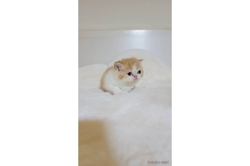 販売中の長野県のエキゾチックショートヘア-102669の3枚目