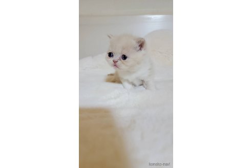 販売中の長野県のエキゾチックショートヘア-102670の5枚目