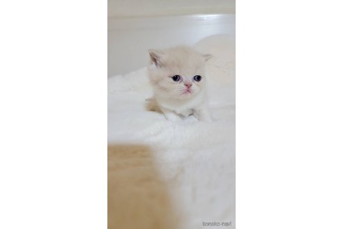 販売中の長野県のエキゾチックショートヘア-102670の6枚目
