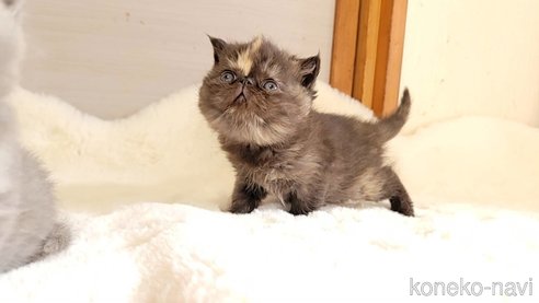 成約済の長野県のエキゾチックショートヘア-102672の5枚目