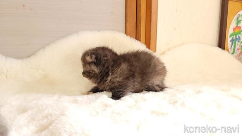 成約済の長野県のエキゾチックショートヘア-102672の3枚目