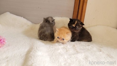 成約済の長野県のエキゾチックショートヘア-102672の4枚目