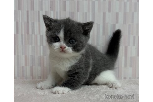 成約済の千葉県のブリティッシュショートヘア-102674の2枚目