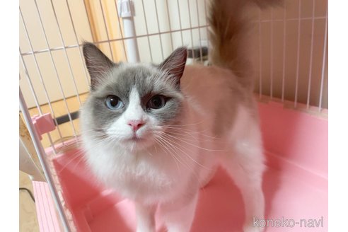 ナッツちゃん1枚目