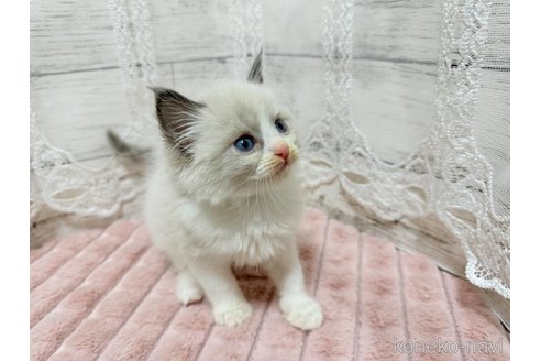 成約済の茨城県のラグドール-102676の3枚目