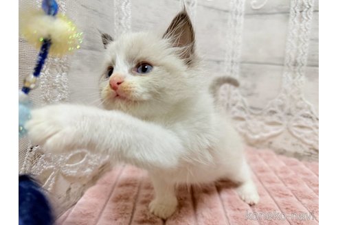 成約済の茨城県のラグドール-102676の4枚目